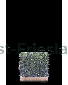 Hedera hel. 'Woerner' Haagelement b120 x h100 cm