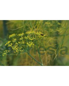 Foeniculum vulgare C2