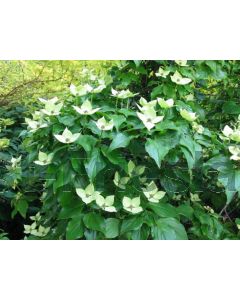 Cornus kousa 'Schmetterling' 175-200 cm C20