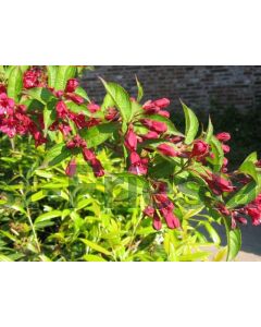 Weigela 'Bristol Ruby' 80-100 cm C7.5