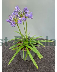 Agapanthus afr. 'Charlotte®' C3