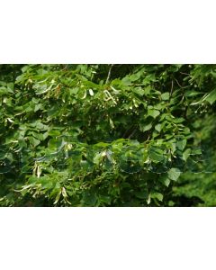 Tilia platyphyllos 60-100 cm kw