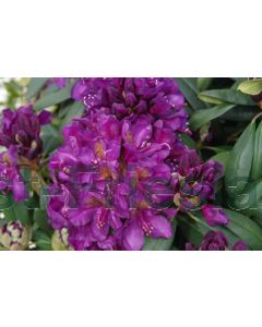 Rhododendron 'Marcel Menard' 50-60 cm C10