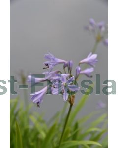 Agapanthus africanus P9 / 24 per kist