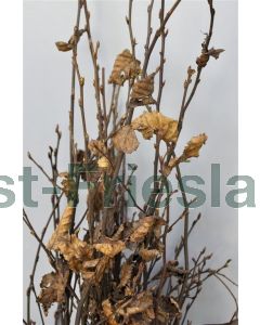 Carpinus betulus 16/18 C110 blokvorm 200 cm stam