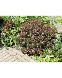 Berberis t. 'Atropurpurea Nana' C2