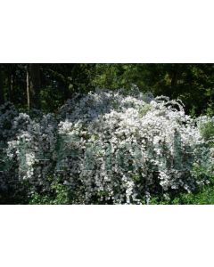 Exochorda macr. 'The Bride' C3