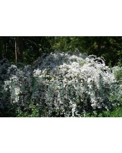 Exochorda macr. 'The Bride' 150-175cm C5