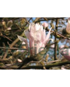 Magnolia stellata 'Rosea' 150-175 cm C20