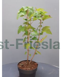 Ribes nigr. 'Titania' C3
