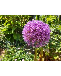 Allium 'Globemaster' 20/+ per 100