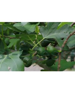 Ficus carica 12/14 C25 80 cm stam