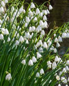 Leucojum aestivum 10/12 per 100