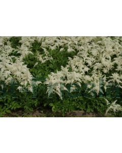 Astilbe (A) 'Brautschleier' C2