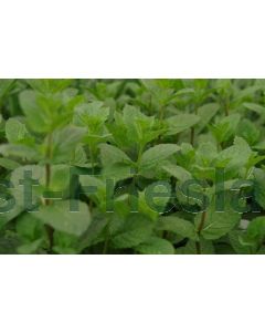 Mentha spicata 'Maroccan Mint' C2