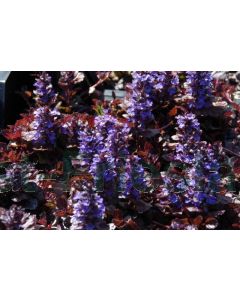 Ajuga reptans 'Black Scallop' C2