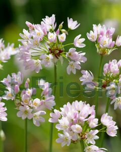 Allium roseum 5/+ per 100