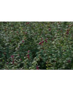 Symphoricarpos d. 'Magic Berry' 40-60 cm kw 2-3 tak