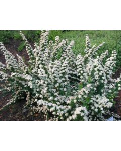 Spiraea nipp. 'June Bride' C3