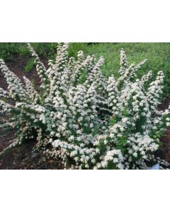 Spiraea nipp. 'June Bride' 30-40 kw 2-3 tak