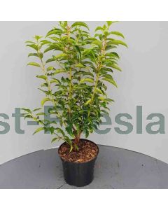 Prunus l. 'Angustifolia' 40-50 cm C3