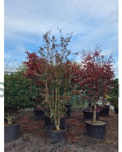 Crataegus grignonensis 350-400 cm C230 Meerstam