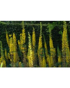 Ligularia stenocephala 'The Rocket' C2