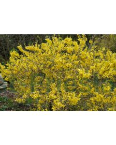 Forsythia Marée d'Or C3