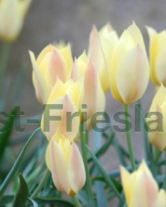 Tulipa Honky Tonk 6/+ per 100