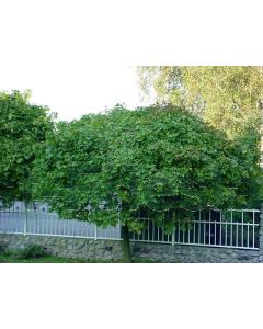 Acer plat. 'Globosum' 14/16 C45 220 cm stam