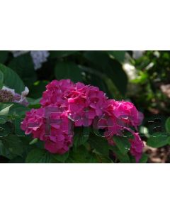 Hydrangea m. 'Rosita' 60-80 cm C20
