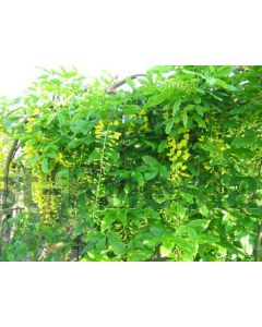 Laburnum alpinum 'Pendulum' C7.5 120 cm stam