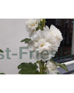 Alcea ros. 'Pleniflora' wit P9 / 24 per kist