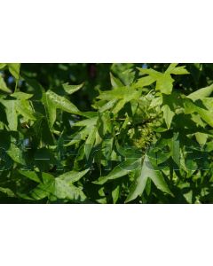 Liquidambar styr. 'Worplesdon' 16/18 C75 leischerm 240 cm stam