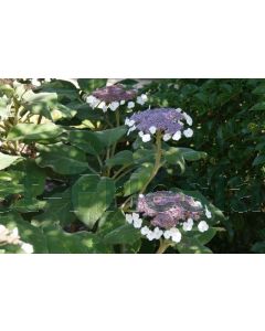 Hydrangea asp. 'Sargentiana' 60-80 cm C12