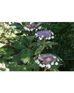 Hydrangea asp. 'Sargentiana' 80-100 cm C20