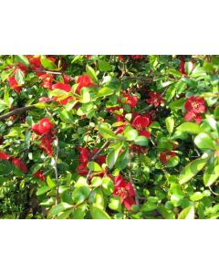 Chaenomeles sup. 'Nicoline' 75 cm C2