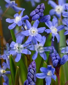 Chionodoxa sardensis 5/+ per 100