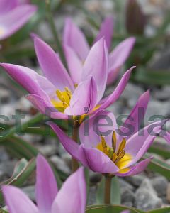 Tulipa pulchella humilis 6/+ per 100
