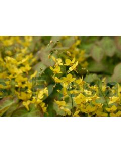 Epimedium perralc. 'Frohnleiten' C2