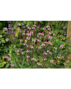 Verbena hastata 'Rosea' P9 / 24 per kist