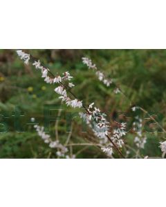 Abeliophyllum distichum C5