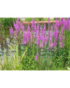 Lythrum salicaria P9 / 24 per kist