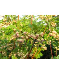 Enkianthus campanulatus 40-50 cm C5