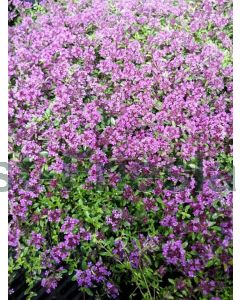 Thymus praecox 'Coccineus' P9 / 24 per kist