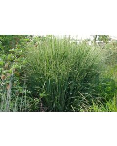 Panicum virg. 'Northwind' C2