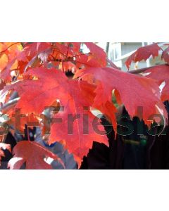 Acer freemanii 'Autumn Blaze' 14/16 C45