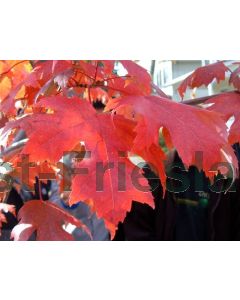 Acer freemanii 'Autumn Blaze' 10/12 C40