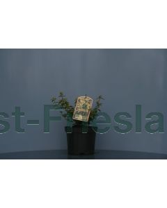 Euonymus f. 'Emerald 'n Gold' C2