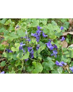 Viola odorata P9 / 24 per kist